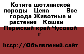 Котята шотланской породы › Цена ­ 40 - Все города Животные и растения » Кошки   . Пермский край,Чусовой г.